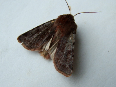 Red Chestnut